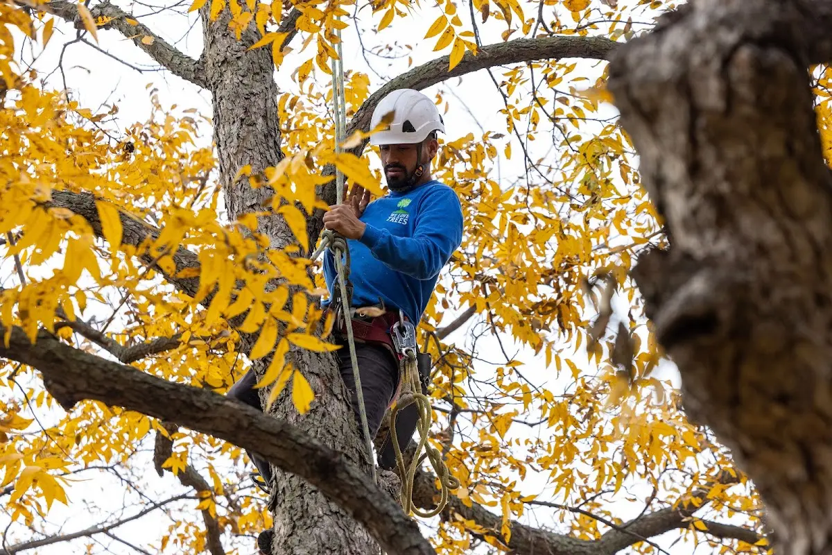 Skilled Tree Trimming crew working in Egan